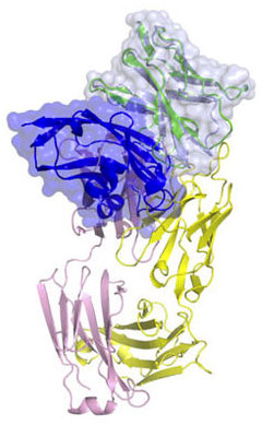 在T细胞上与PD-1结合的Keytruda结构