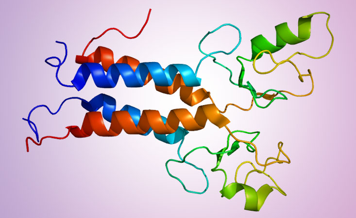 BRCA蛋白的结构，影响胰腺癌的风险和治疗选择