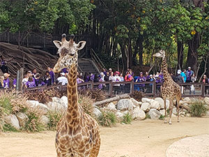 洛杉矶动物园的长颈鹿