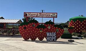 在农场举行的PanCAN慈善晚宴上，Harry 's Berries和Wage Hope的标语欢迎前来参观的游客